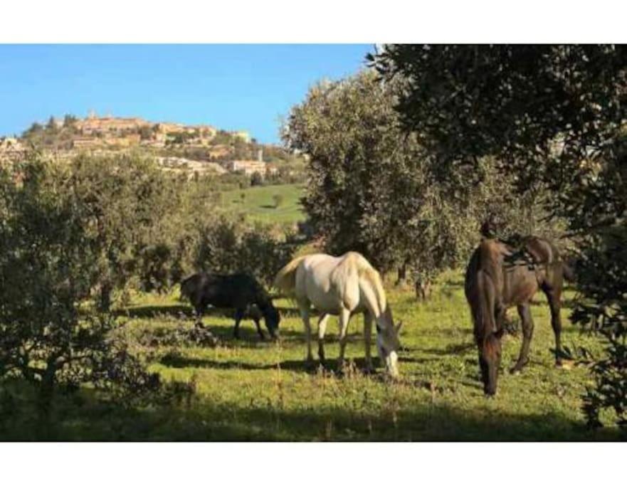 Near The Sea Big Panoramic House 2 Terraces In Lovely Village Montiano (Tuscany) Exterior foto